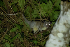 Caluromys lanatus