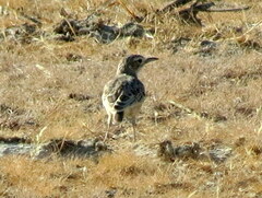 Chersomanes albofasciata erikssoni