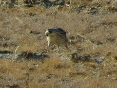 Chersomanes albofasciata erikssoni