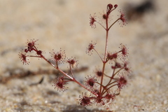 Drosera humilis