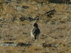 Chersomanes albofasciata erikssoni
