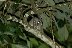 Caluromys lanatus
