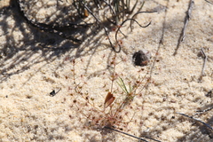 Drosera humilis