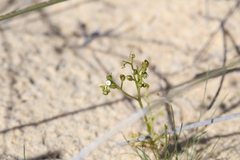 Drosera humilis