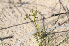 Drosera humilis