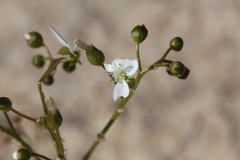 Drosera humilis