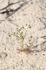 Drosera humilis