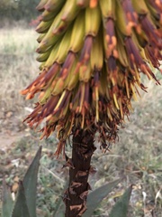 Aloe aculeata