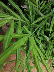 Zingiber officinale