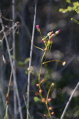 Drosera thysanosepala