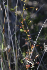 Drosera thysanosepala