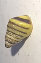 Drymaeus rufolineatus