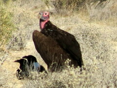 Torgos tracheliotos tracheliotos