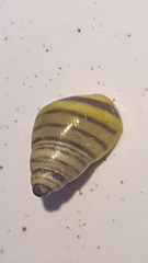 Drymaeus rufolineatus
