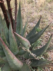 Aloe aculeata