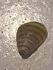 Drymaeus rufolineatus
