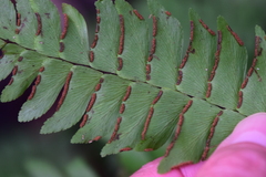 Adiantum latifolium