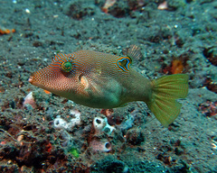 Canthigaster compressa