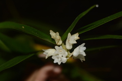 Appendicula alba