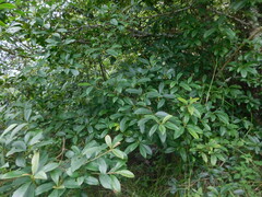 Ternstroemia sylvatica