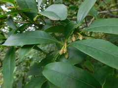 Ternstroemia sylvatica