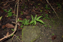 Adiantum latifolium
