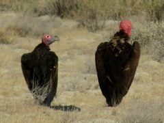 Torgos tracheliotos tracheliotos