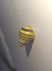 Drymaeus rufolineatus