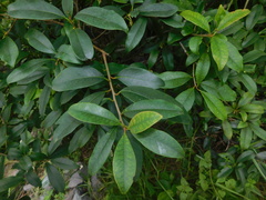 Ternstroemia sylvatica