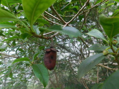 Ternstroemia sylvatica