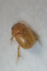 Neochodaeus frontalis