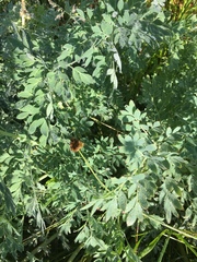 Corydalis caseana brachycarpa