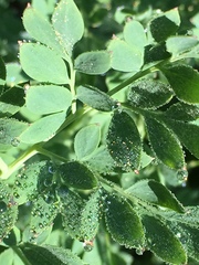 Corydalis caseana brachycarpa