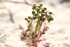 Drosera humilis