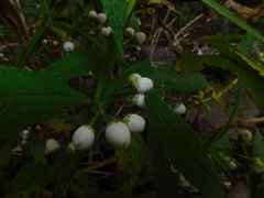 Leucocarpus perfoliatus