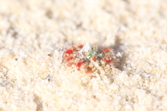 Drosera rechingeri