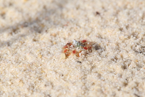 Drosera rechingeri