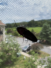 Parallelostethus attenuatus