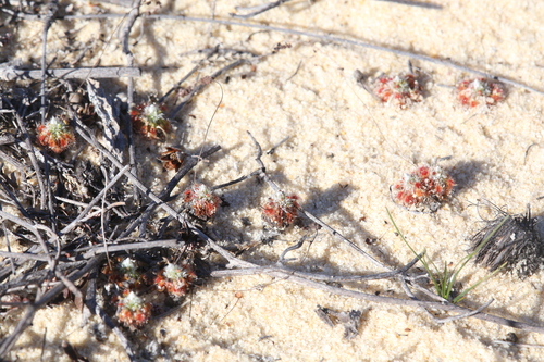 Drosera rechingeri