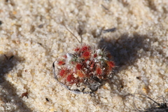 Drosera rechingeri