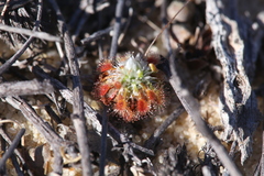 Drosera rechingeri