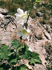 Alcea nudiflora