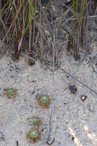 Drosera rechingeri