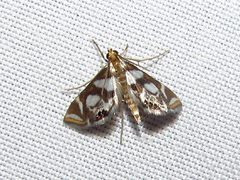 Chrysendeton medicinalis