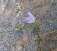 Campanula patula