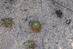 Drosera rechingeri