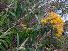 Llerasia hypoleuca