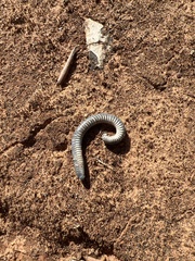Pachyiulus flavipes