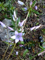 Gentianella rapunculoides