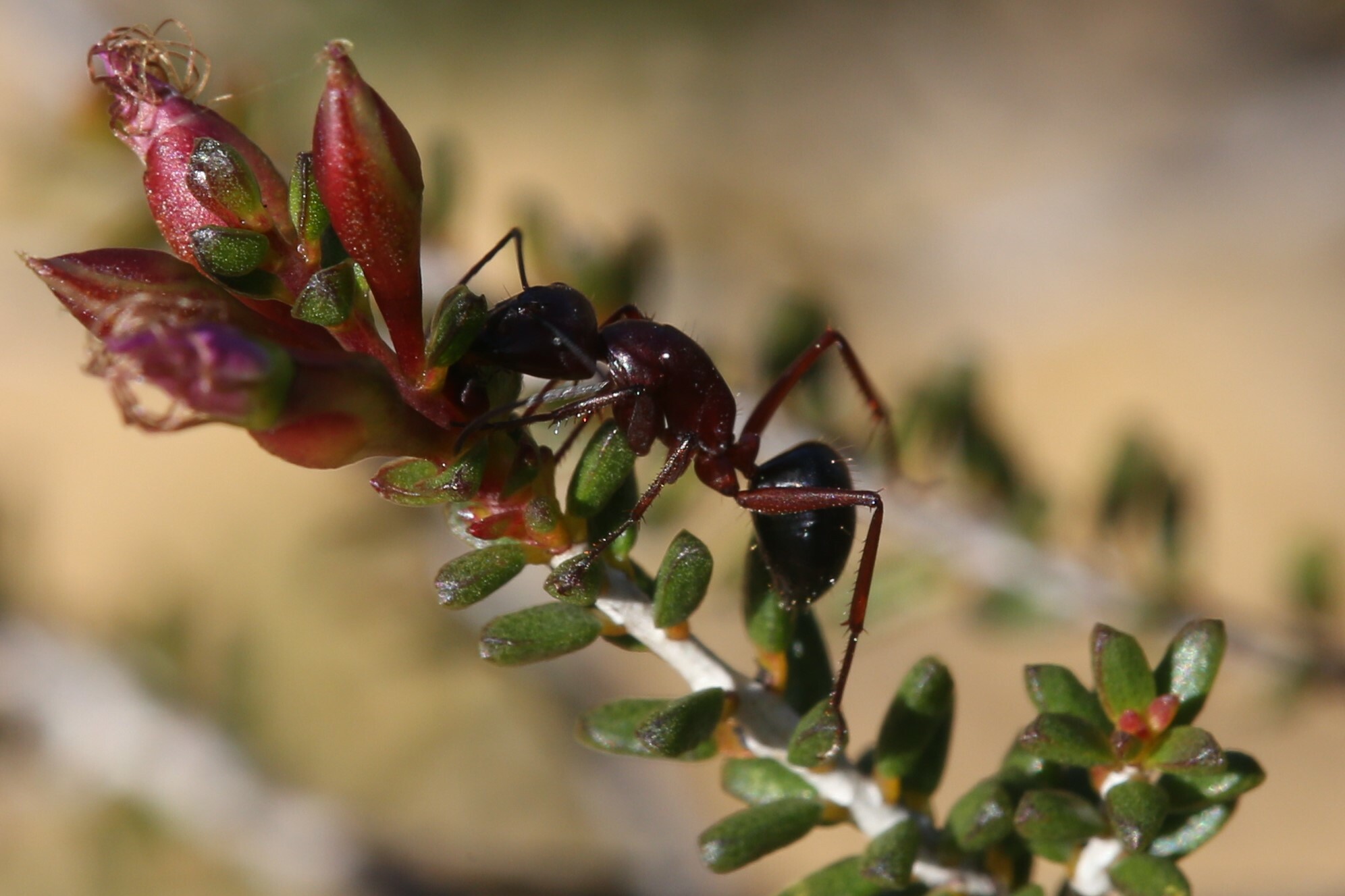 Camponotus postcornutus